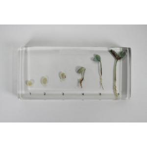 Stades de germination du haricot incorporés dans de la résine synthétique