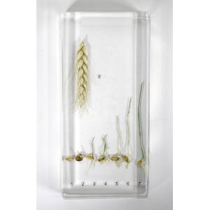 Stades de germination du blé incorporés dans de la résine synthétique