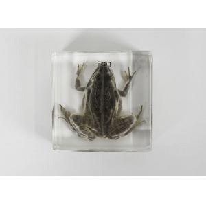 Grenouille en inclusion de résine