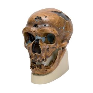 MOD: Crâne anthropologique - La Chapelle-aux-Saints