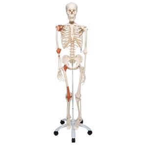 MOD: Squelette avec ligaments, articulations