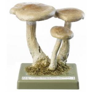 Clitocybe nébuleux / SUR DEMANDE Lepista nebularis (FR.) HARMAJA. Comestible, indigeste en quantités