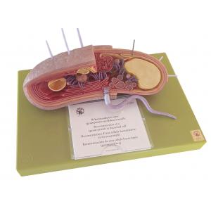 Reconstruction d’une cellule bactérienne (à Gram positif)