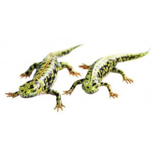 Tritons marbrés, mâle et femelle en habit terrestre / SUR DEMANDE