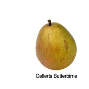 Poire Gellerts Butterbirne  / SUR DEMANDE