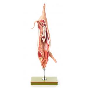 Quartier de porc / SUR DEMANDE Hauteur 119 cm, Largeur 38 cm, Profondeur 38 cm, Poids 7,5 kg