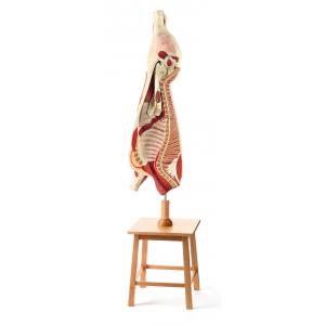 Quartier de boeuf / SUR DEMANDE Hauteur 190 cm, Largeur 45 cm, Profondeur 43 cm, Poids 15,5 kg