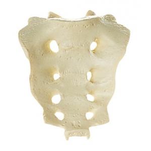 Sacrum Os sacrum. Moulage naturel