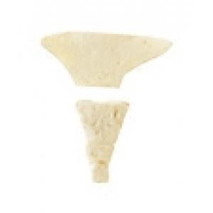 Coccyx (Os coccygis) Moulage naturel