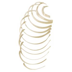 Côte, Costa. Moulage naturel, en SOMSO-Plast®.