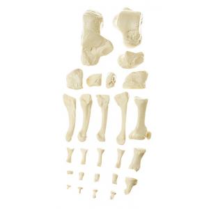 Os du pied Moulage naturel