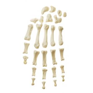 Os de la main Moulage naturel