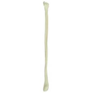 Péroné (Fibula)
