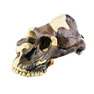 Reconstruction du crâne de Paranthropus aethiopicus