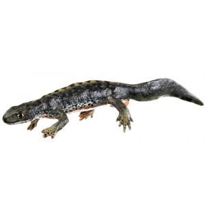Triton alpin, mâle et femelle. sous leur forme terrestre