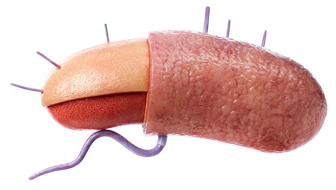 Reconstruction d’une cellule bactérienne (à Gram positif)