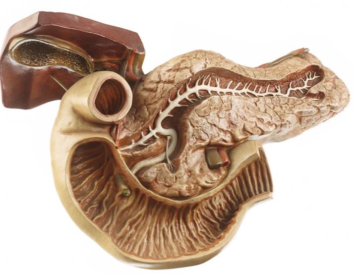 Pancreas / SUR DEMANDE