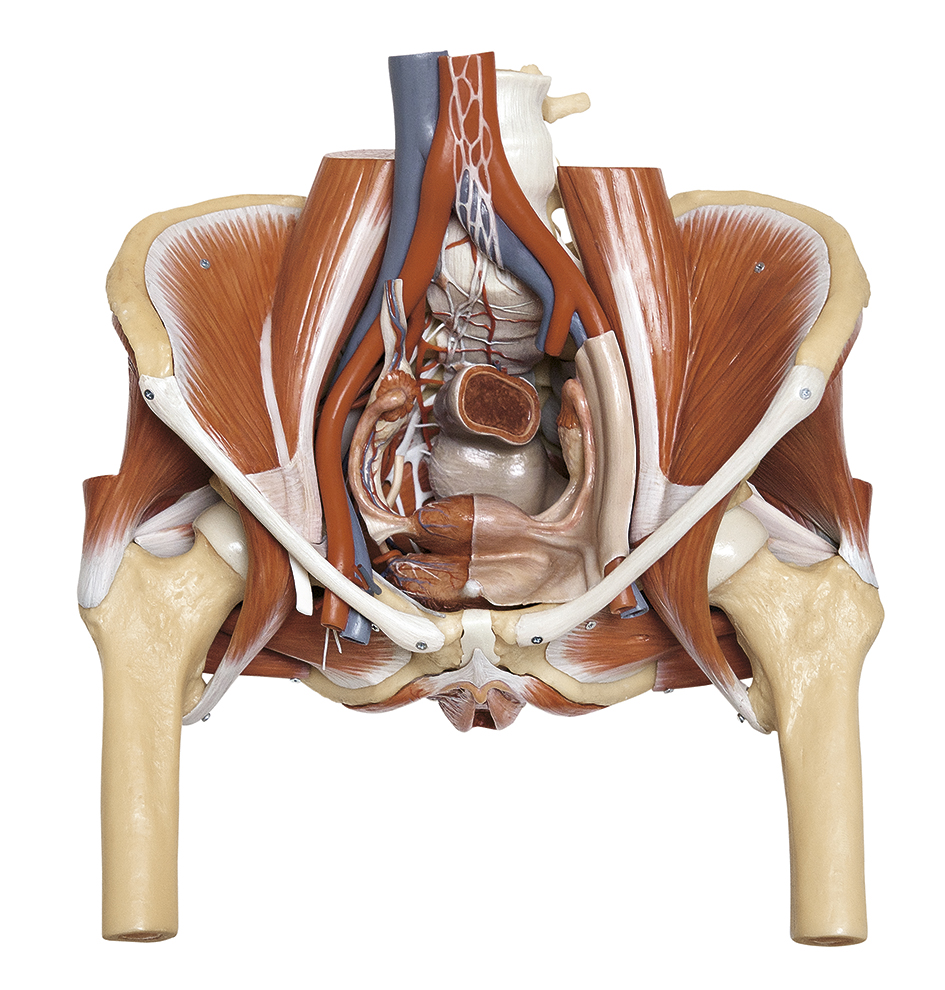 Modèle du bassin féminin avec les organes génitaux internes de la femme / SUR DEMANDE et la vue de Vascular, Nerve and Lymp