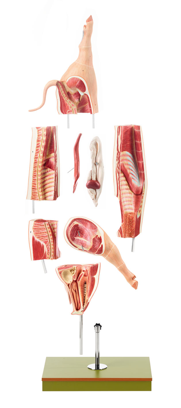 Quartier de porc / SUR DEMANDE Hauteur 119 cm, Largeur 38 cm, Profondeur 38 cm, Poids 7,5 kg
